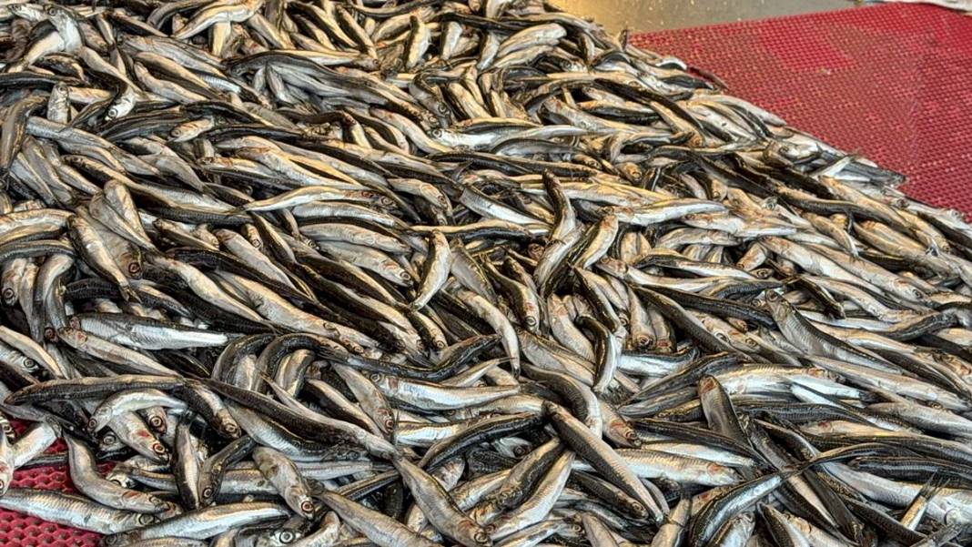 O kentte hamsinin kilosu 50 TL'ye kadar düştü! Fiyatı gören kasa kasa alıyor 1